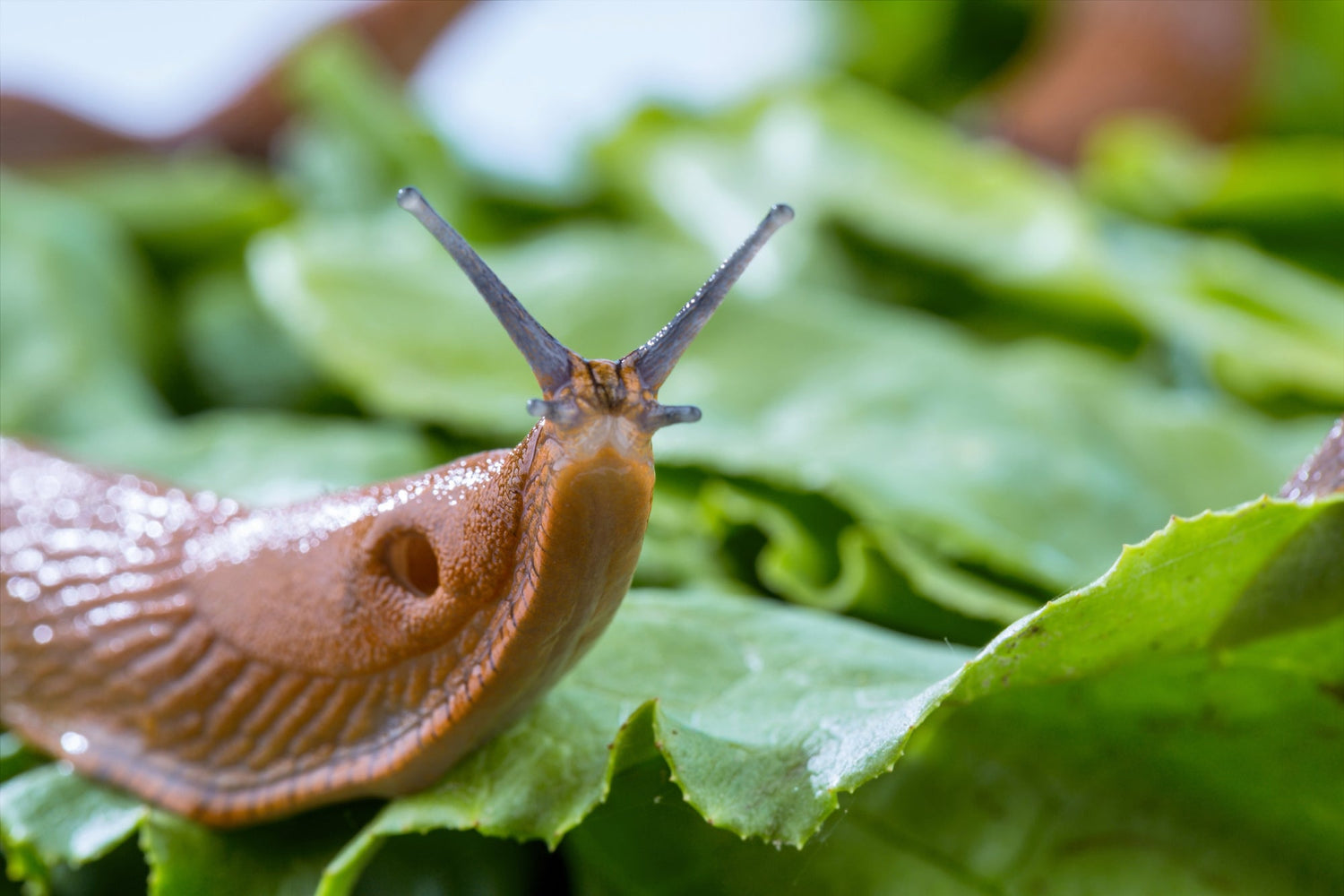 Natürlich wirksames Lösungen gegen Nacktschnecken von Neudorf