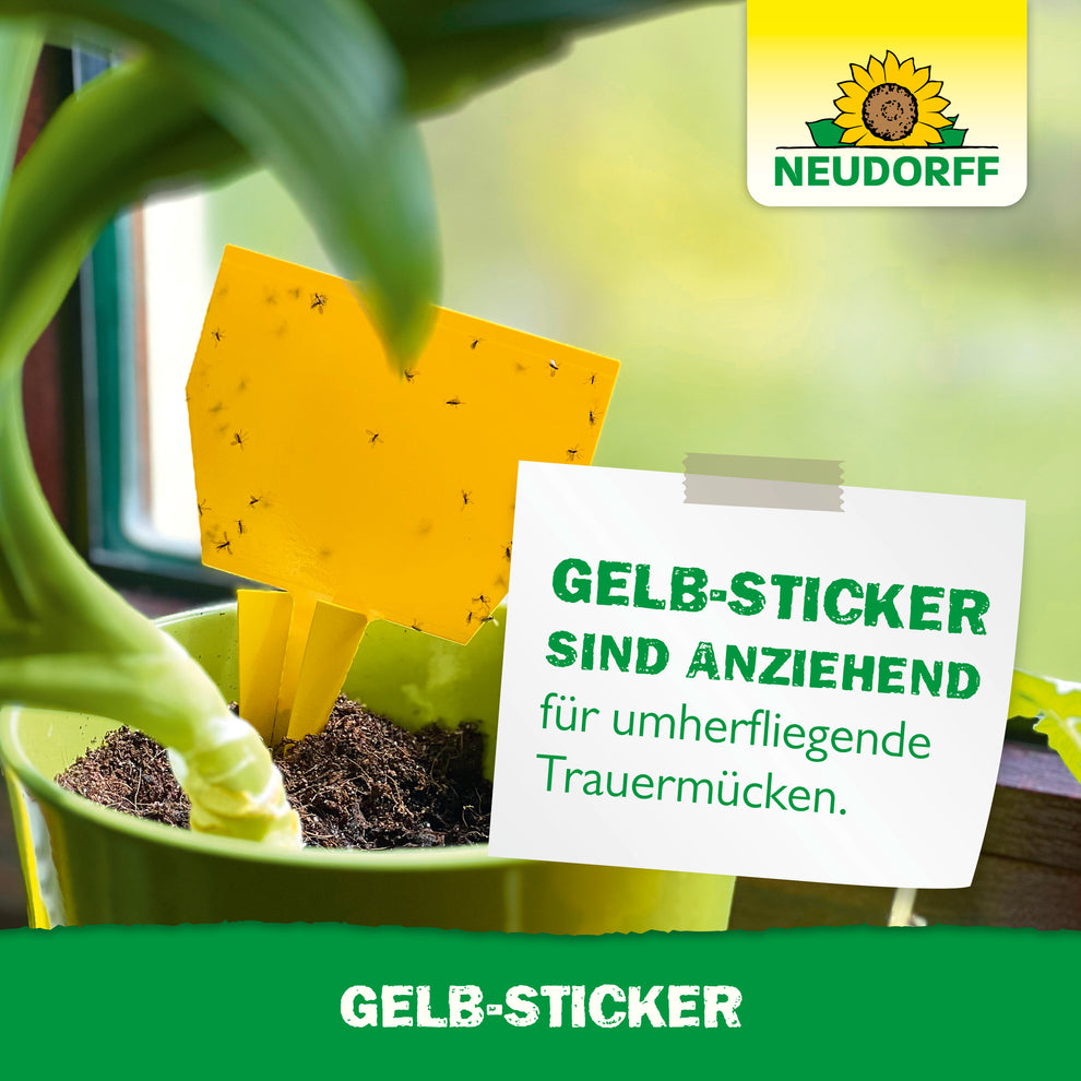 neudorff-gelbsticker-f-ngt-kleine-schwarze-fliegen-bzw-trauerm-cken