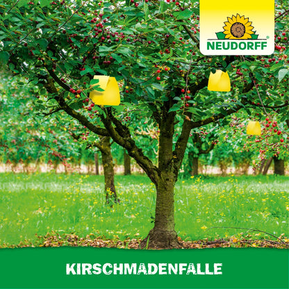 KirschmadenFalle