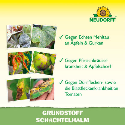 Grundstoff Schachtelhalm