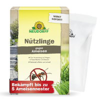 Nützlinge gegen Ameisen