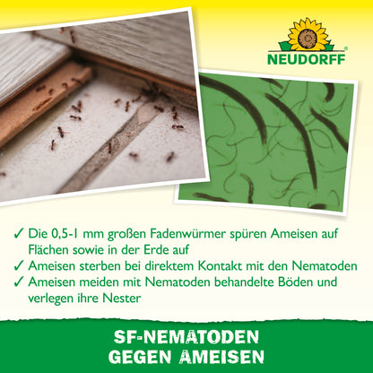 Nützlinge gegen Ameisen
