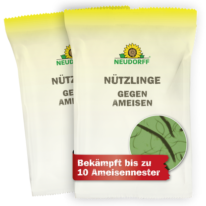 Nützlinge gegen Ameisen