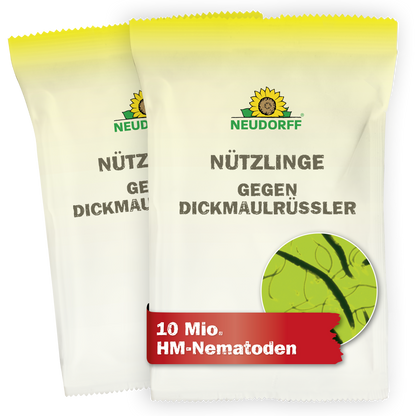 Nützlinge gegen Dickmaulrüssler