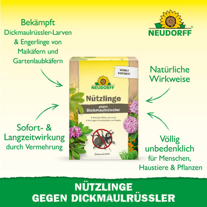 Nützlinge gegen Dickmaulrüssler