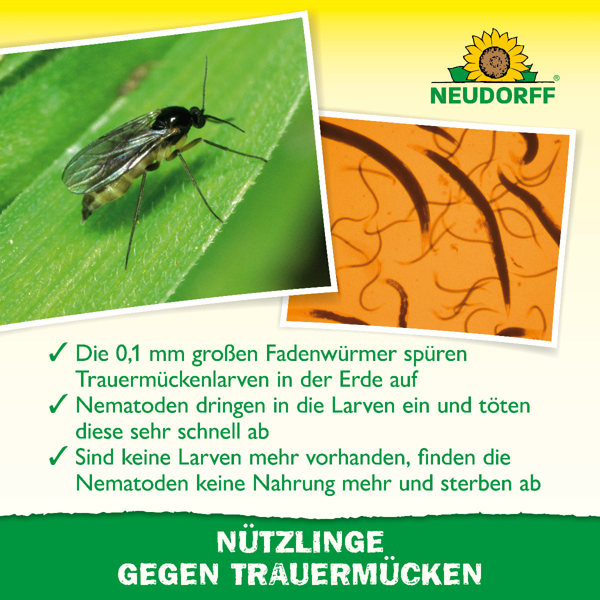 wie lange kann man nematoden im kühlschrank aufbewahren Neudorff Nematoden gegen Trauermücken