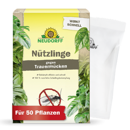 Nützlinge gegen Trauermücken