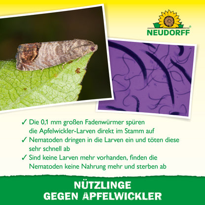 Nützlinge gegen Apfelwickler