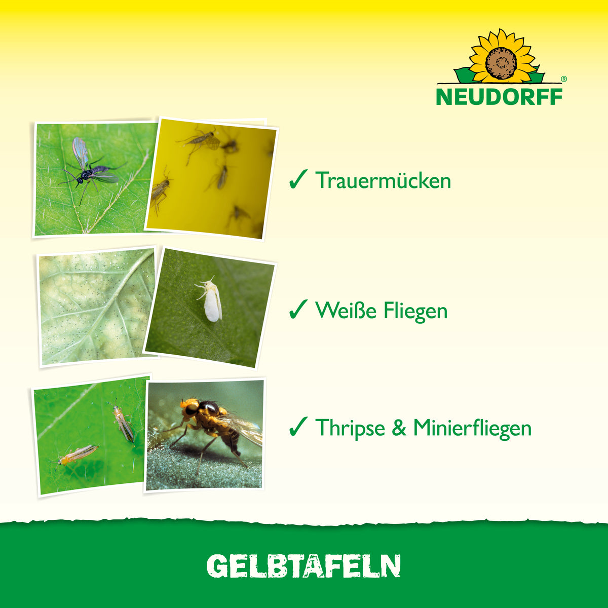 100 Gelbtafeln / Gelbsticker – Leimfallen Gegen Fruchtfliegen, Blattläuse Und Insekten Im Garten