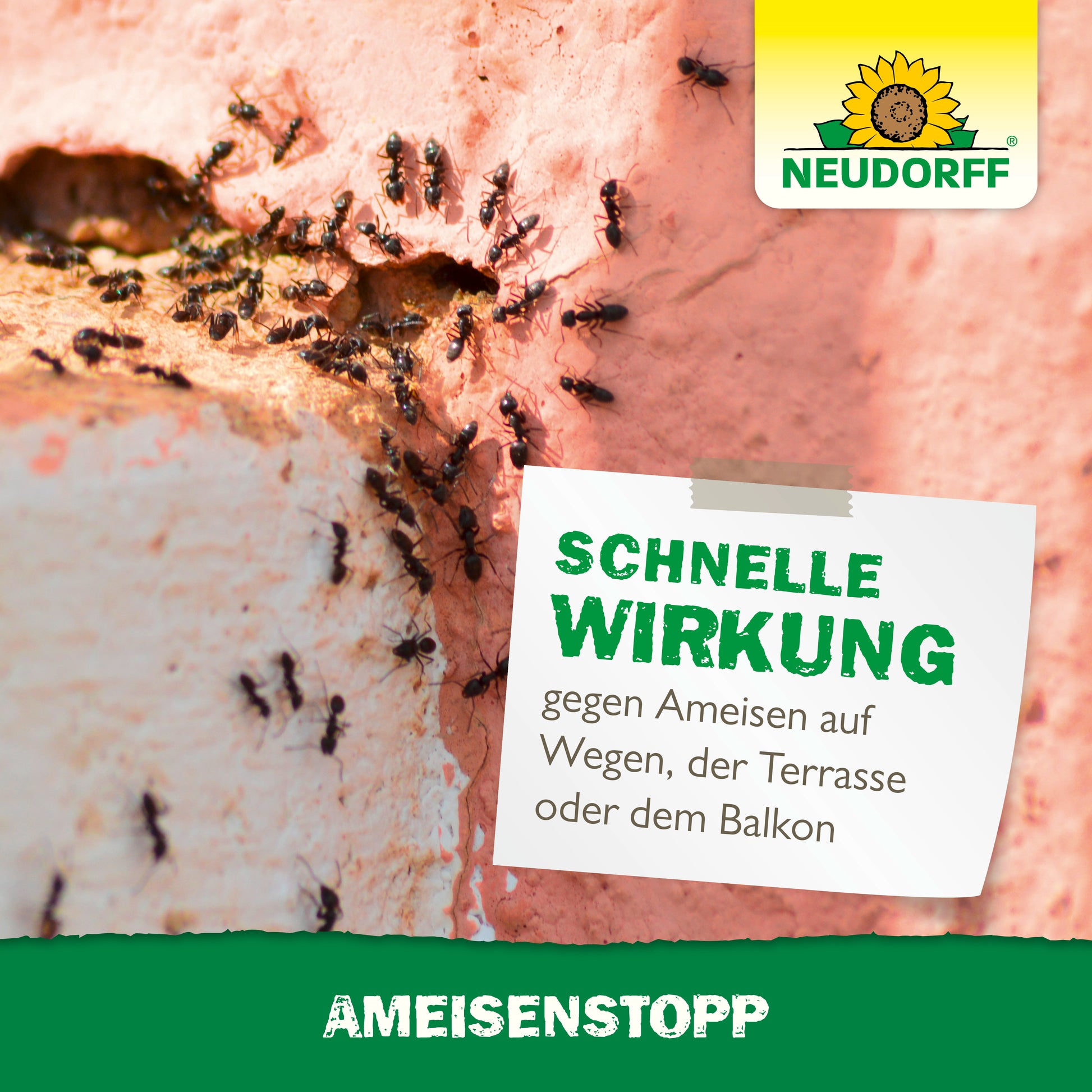 Schnelle Wirkung gegen Ameisen mit dem Granulat von AmeisenStopp von Neudorff 